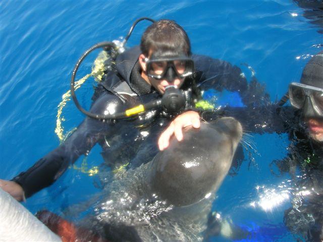 erman dive